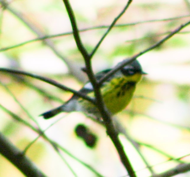 Magnolia Warbler - Serguei Alexander López Perez