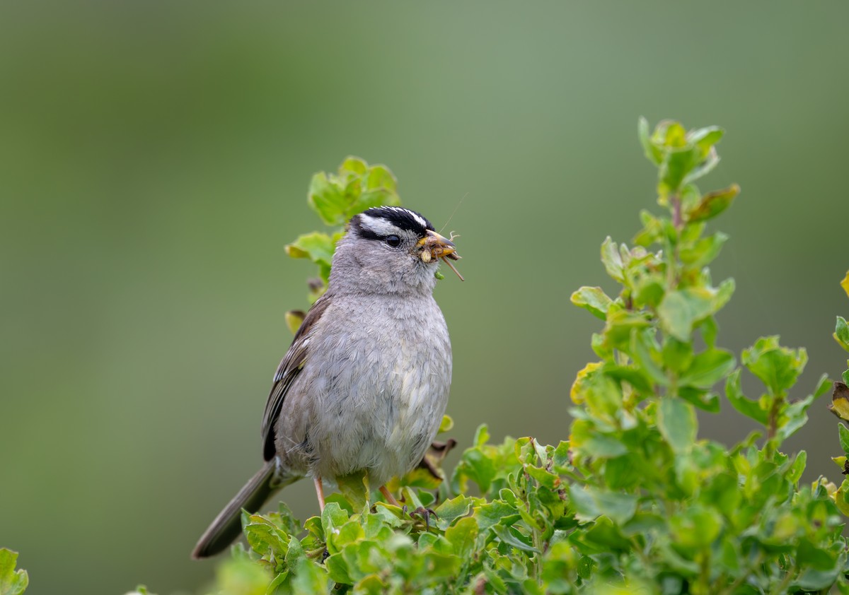 White-crowned Sparrow (nuttalli) - ML619284475