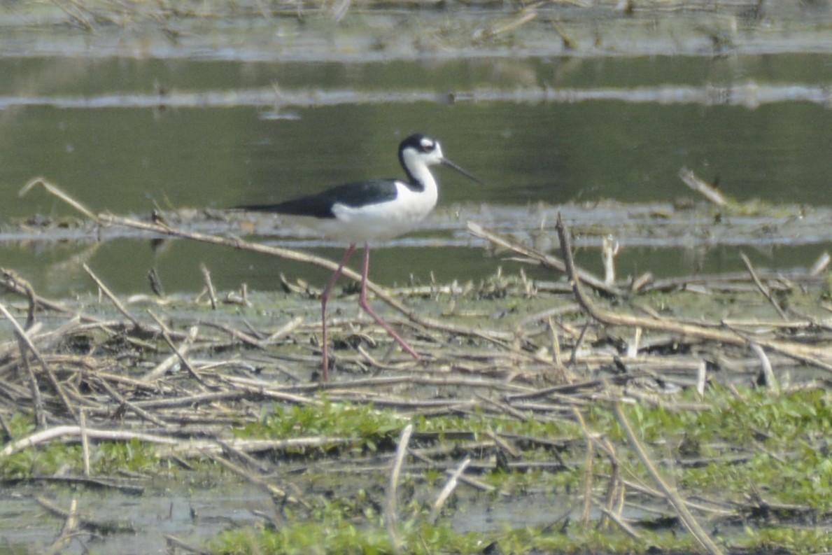 Black-necked Stilt - Jax Nasimok