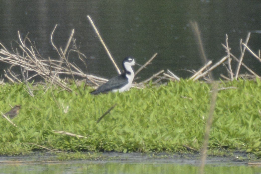 Black-necked Stilt - Jax Nasimok