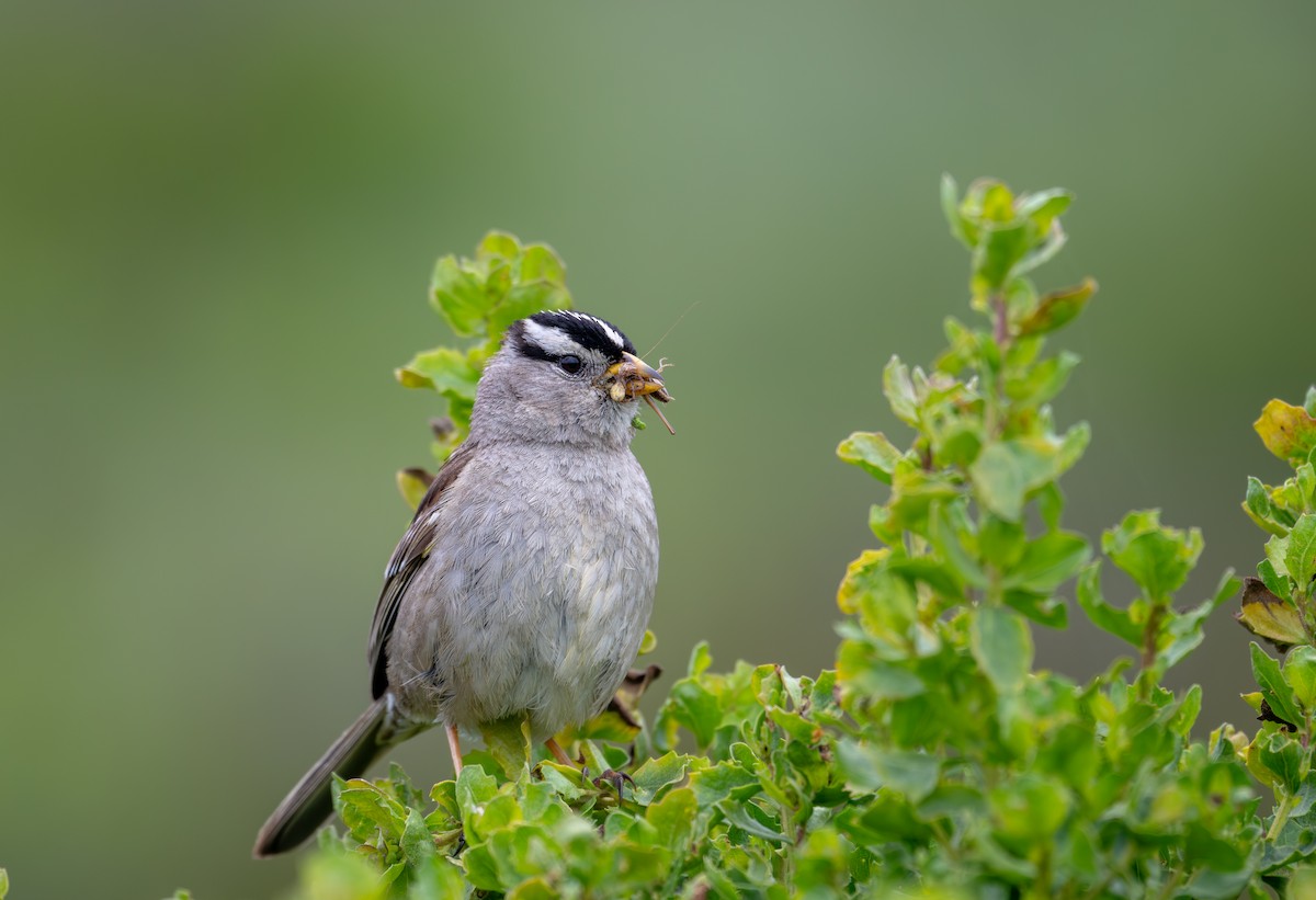 White-crowned Sparrow (nuttalli) - ML619284479