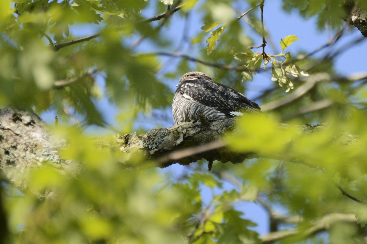 Common Nighthawk - Jax Nasimok