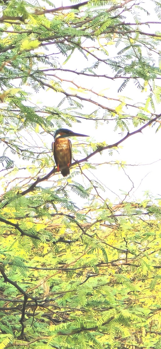 Common Kingfisher - NILESH HINDUJA