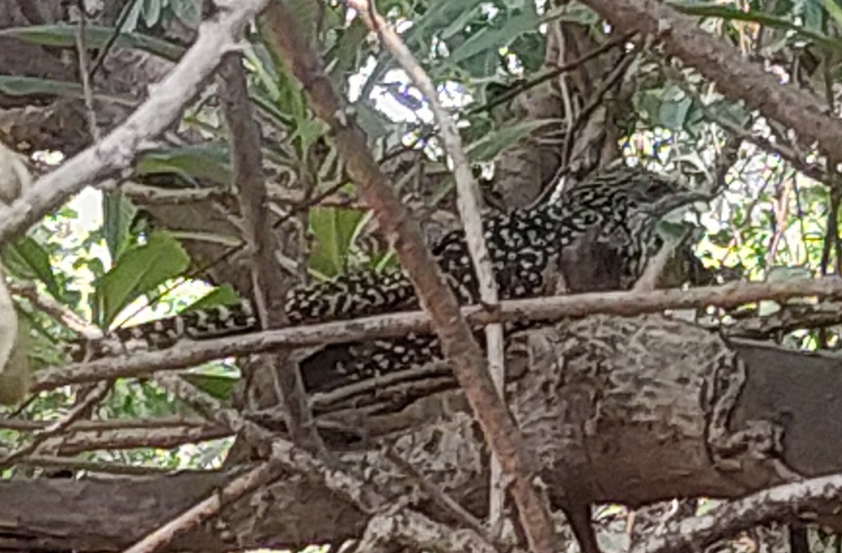 Asian Koel - Megha Kothadia