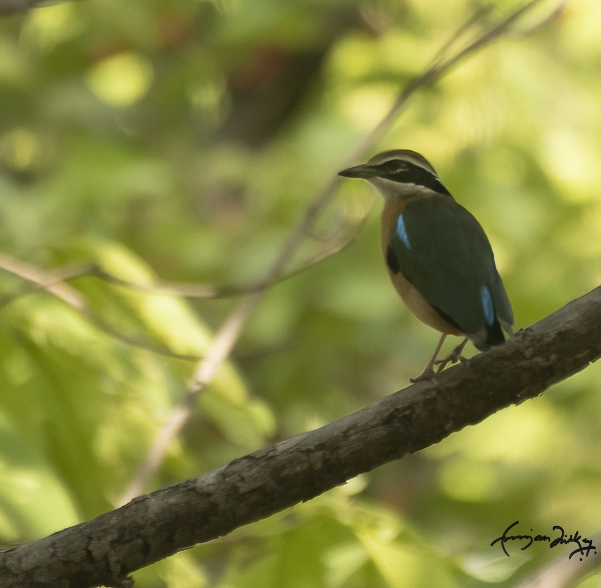 Indian Pitta - Chittaranjan Tirkey