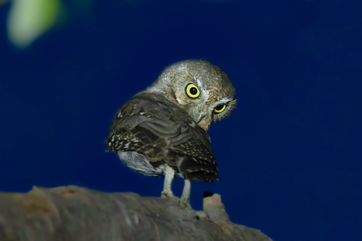 Elf Owl - Teresa Kopec