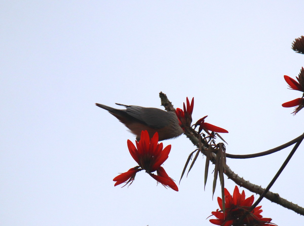 Chestnut-tailed Starling - Praveen H N