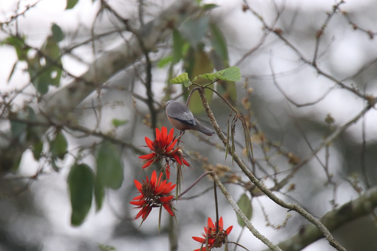 Chestnut-tailed Starling - Praveen H N