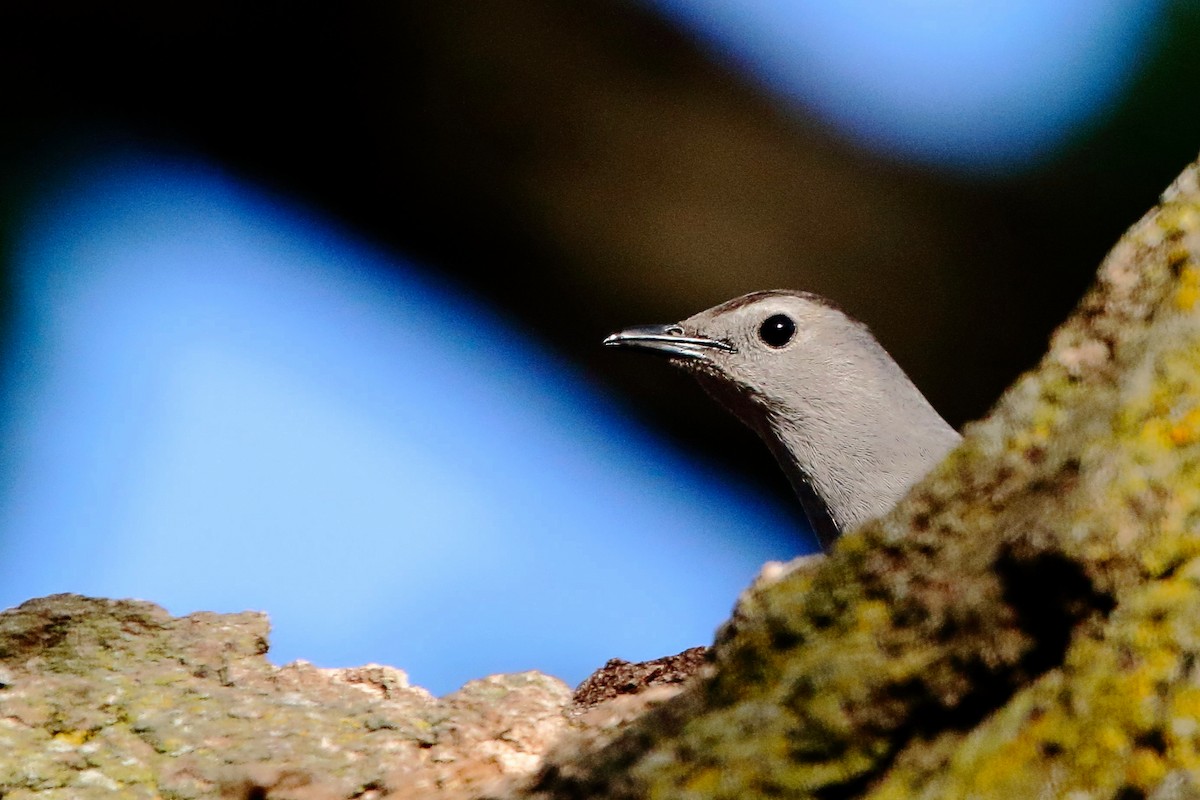 Gray Catbird - Rita Flohr