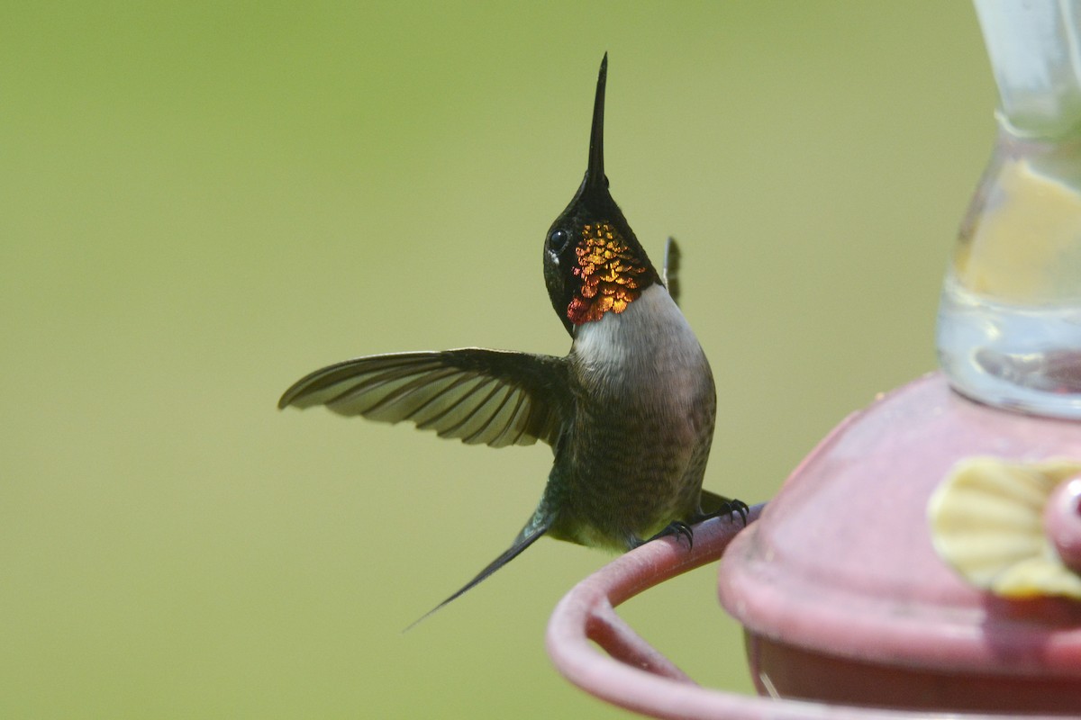 Ruby-throated Hummingbird - Jax Nasimok