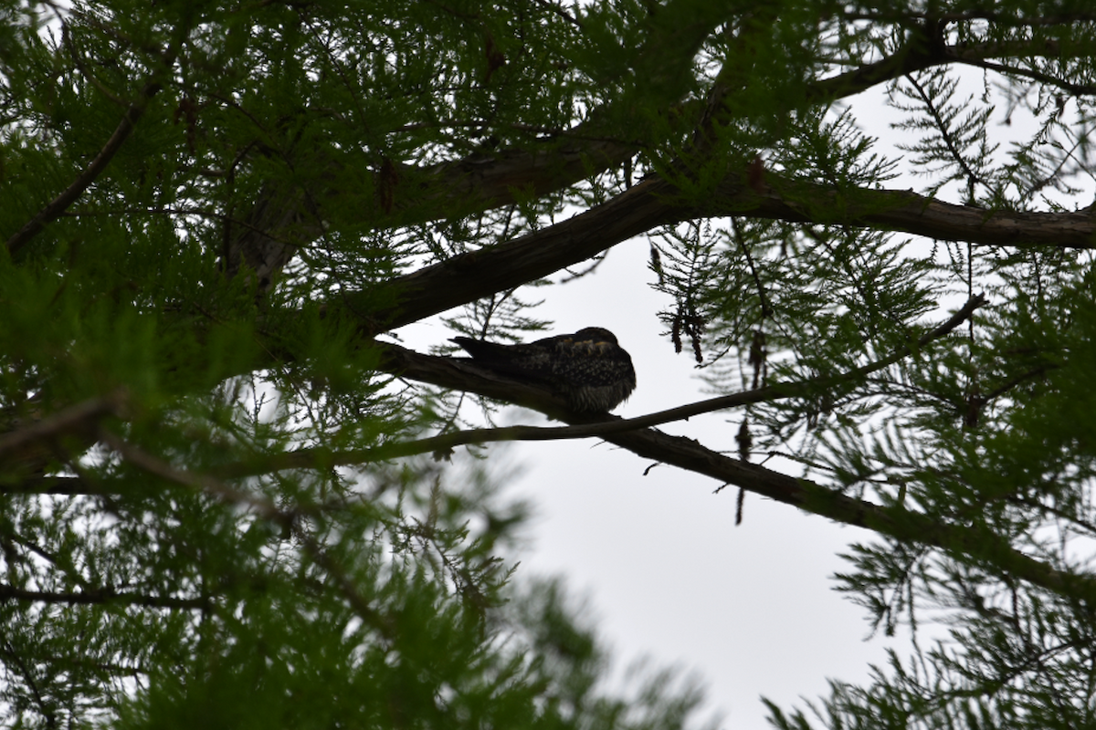 Common Nighthawk - Karrie Clapp