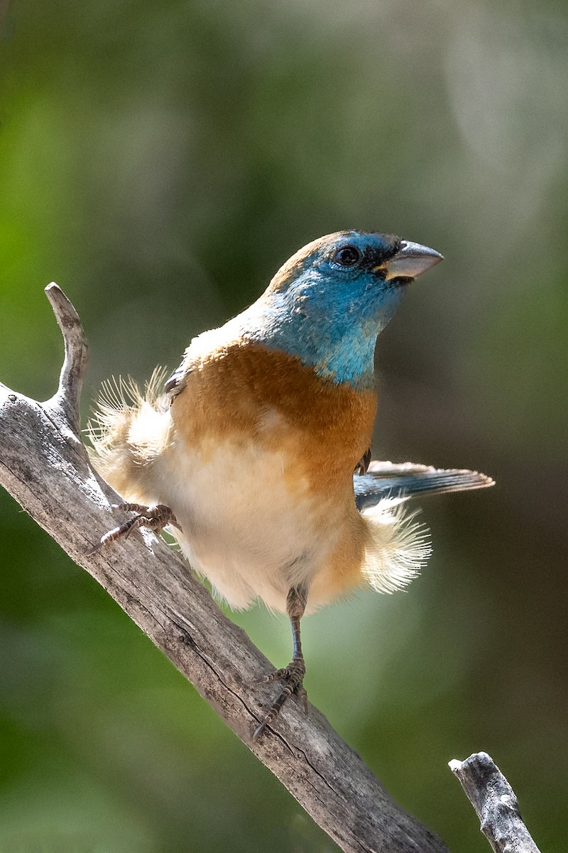 Lazuli Bunting - ML619284563