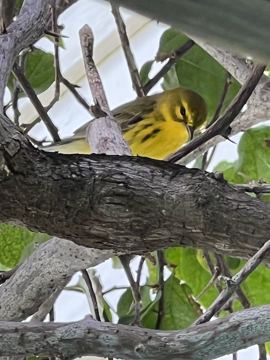 Prairie Warbler - David Turner