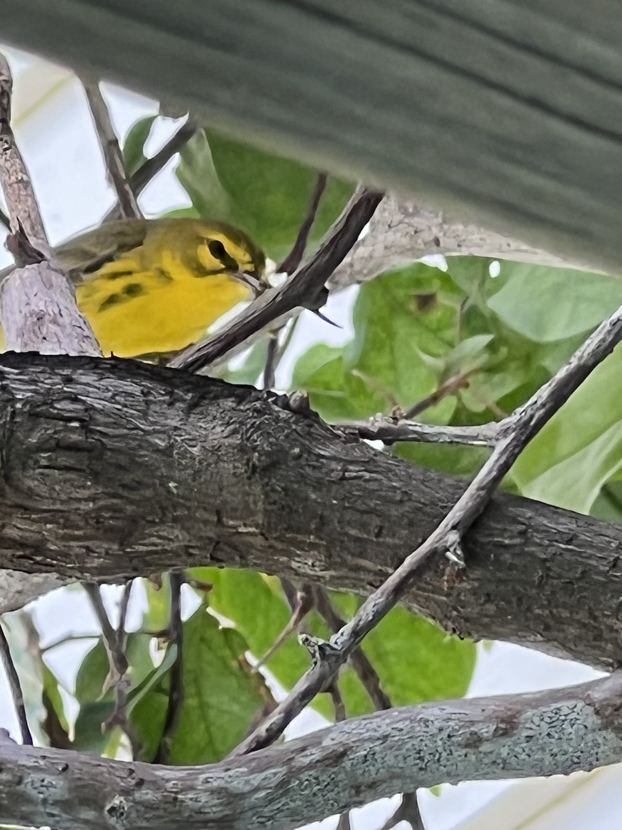 Prairie Warbler - David Turner