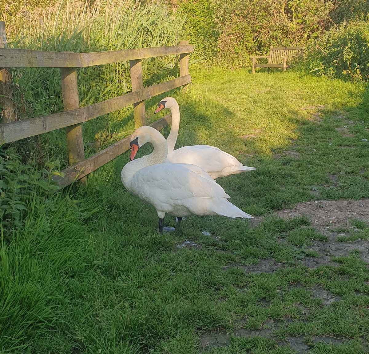 Mute Swan - ML619284576