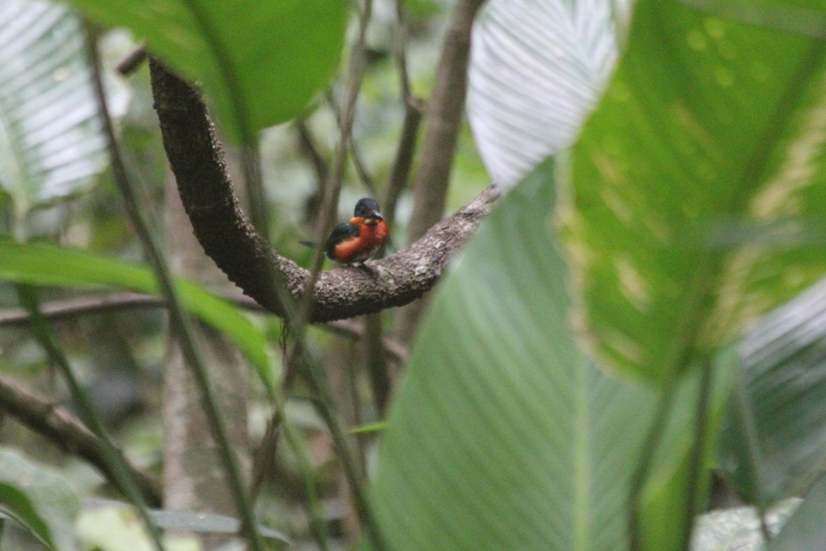 American Pygmy Kingfisher - dan davis