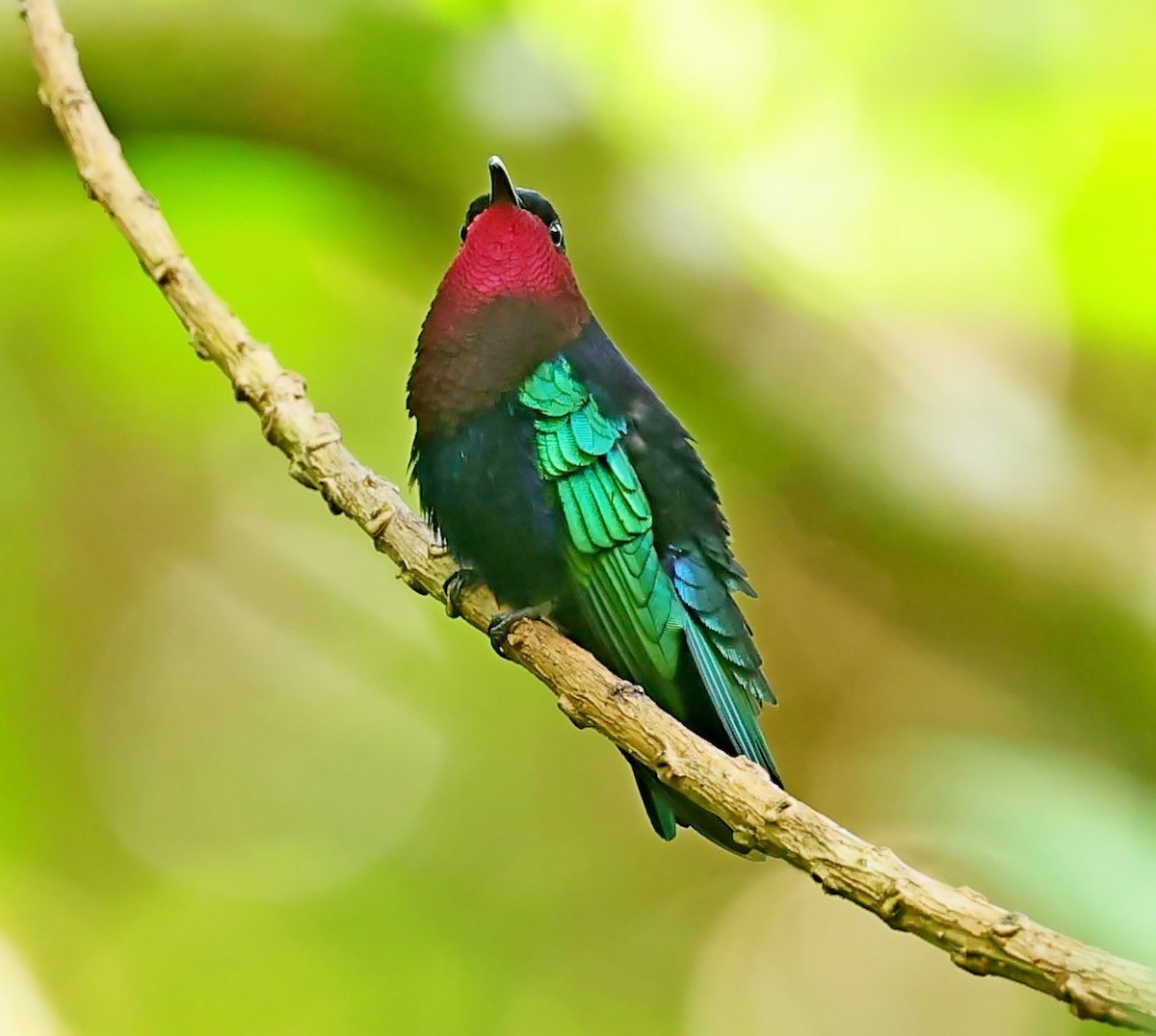 Purple-throated Carib - Maciej  Kotlarski