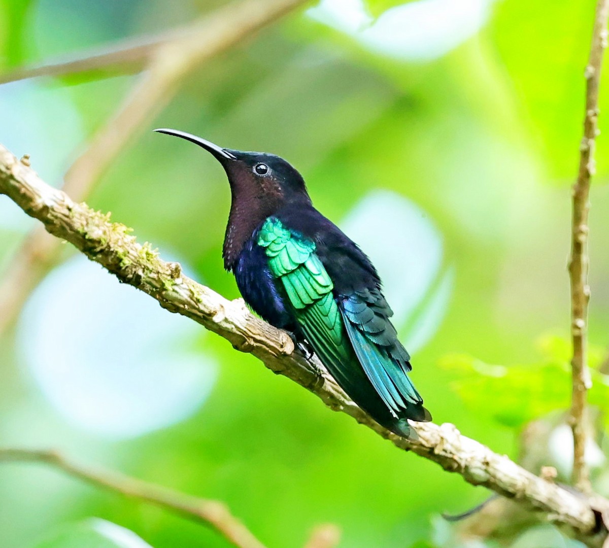 Purple-throated Carib - ML619284591