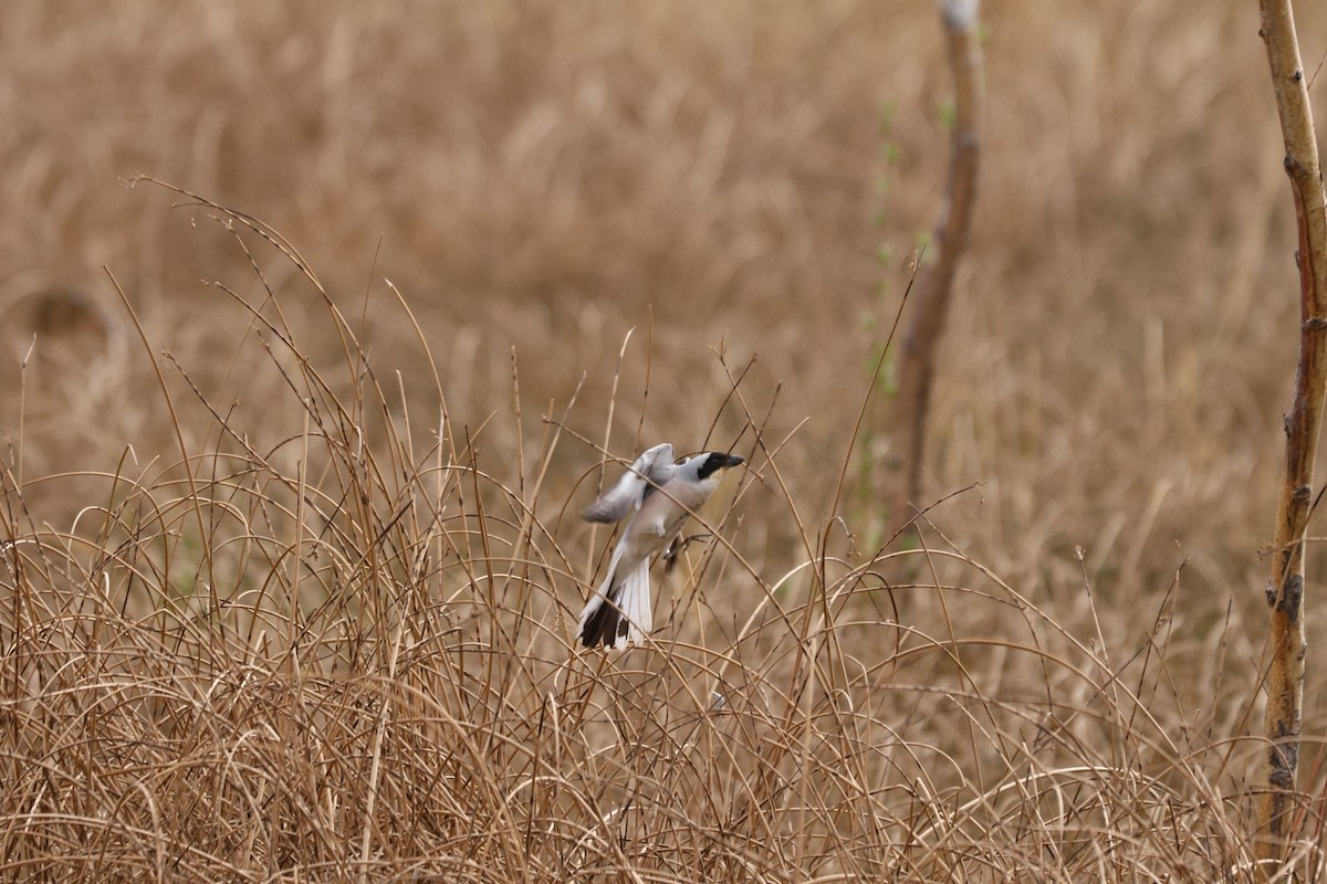 Lesser Gray Shrike - Padma Gyalpo