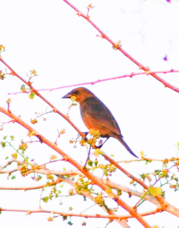 Shiny Cowbird - Serguei Alexander López Perez