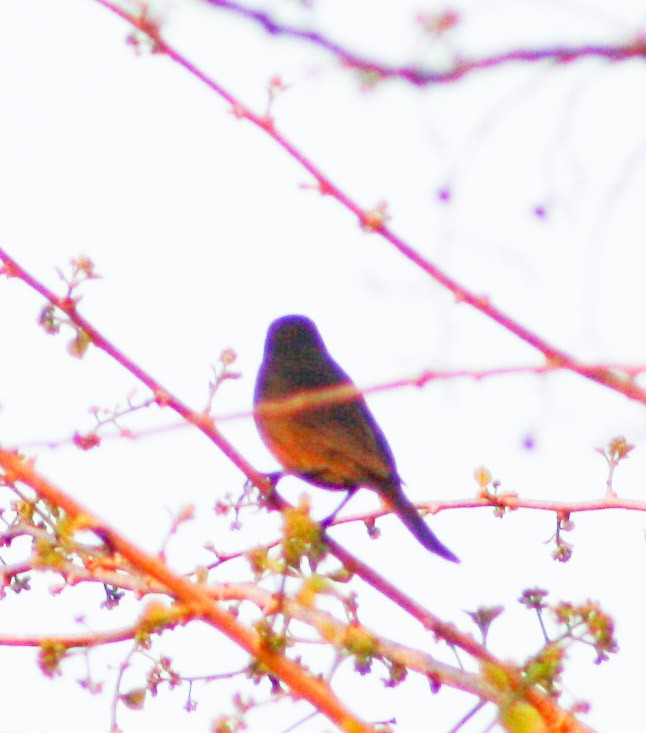 Shiny Cowbird - Serguei Alexander López Perez