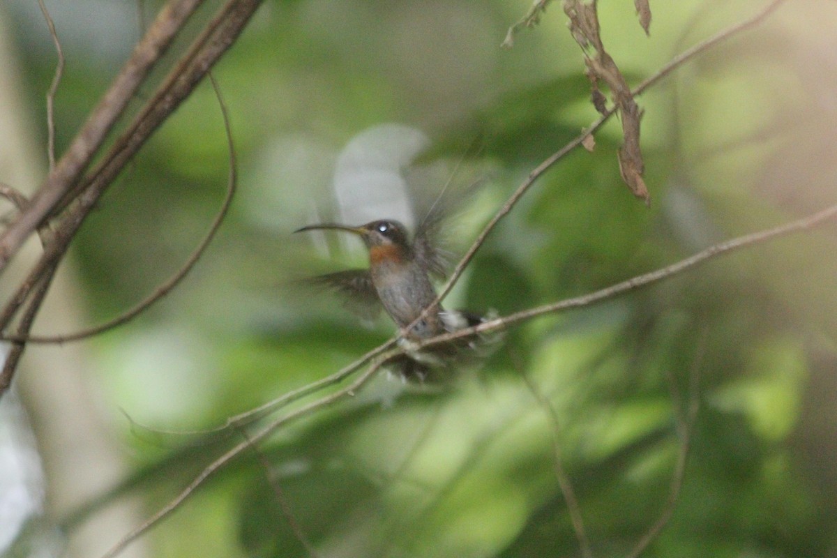Полосатохвостый колибри-отшельник - ML619284609