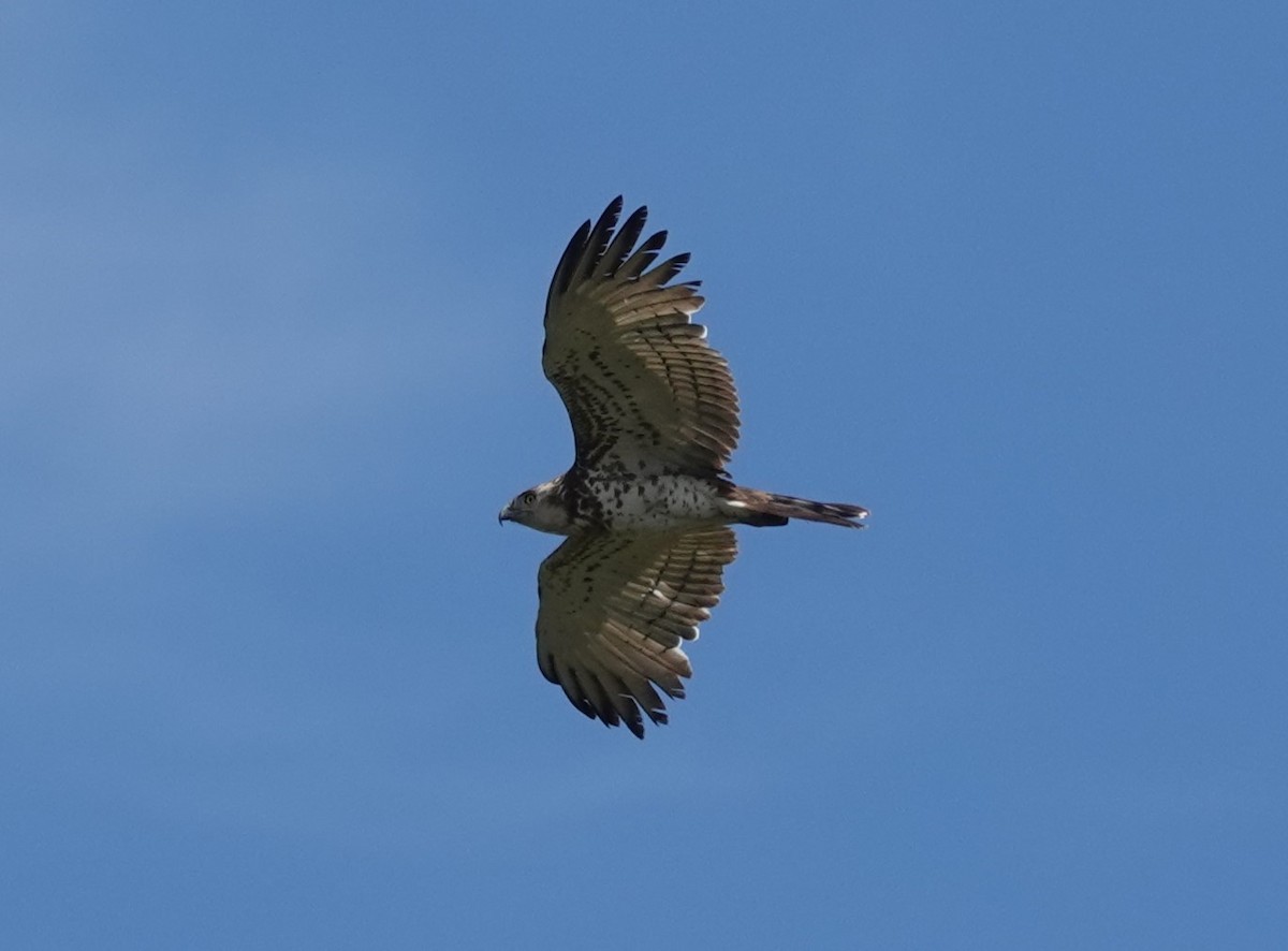 Short-toed Snake-Eagle - Juan Ramírez