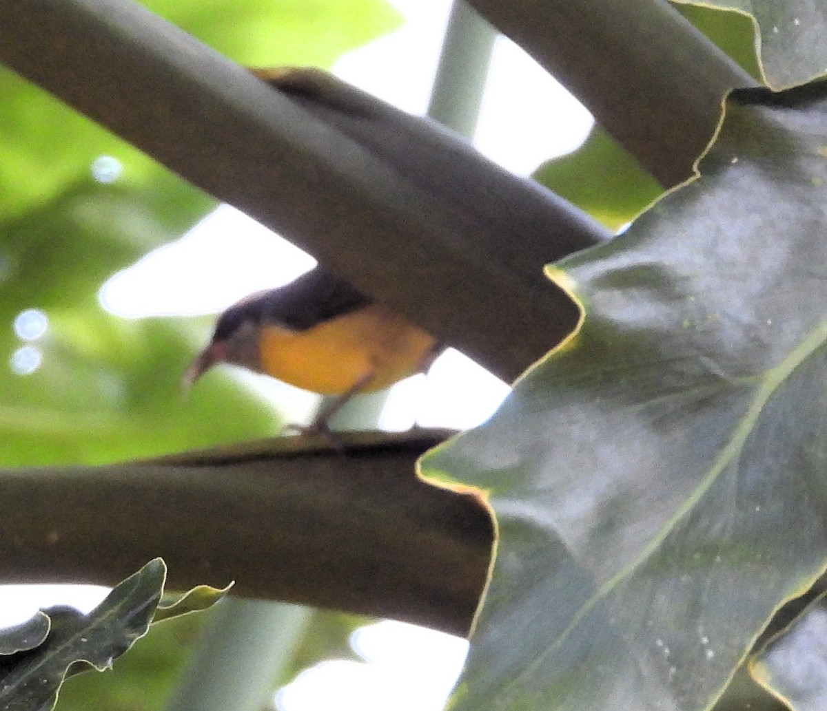 Bananaquit - Albeiro Erazo Farfán