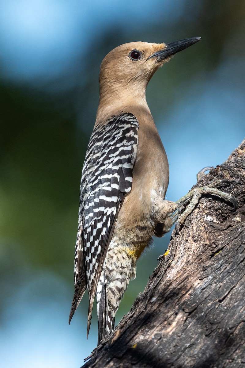 Gila Woodpecker - ML619284620