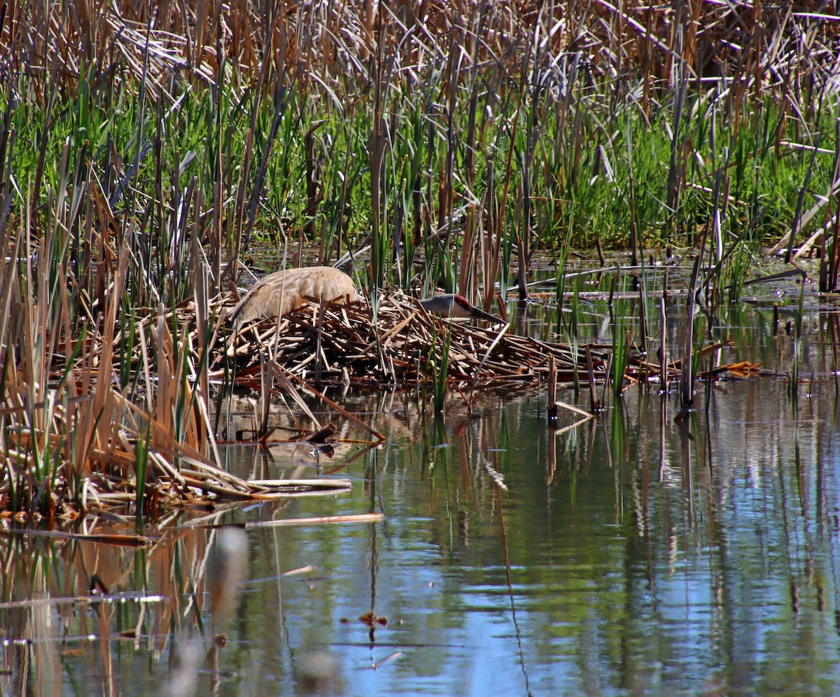 Sandhill Crane - ML619284621