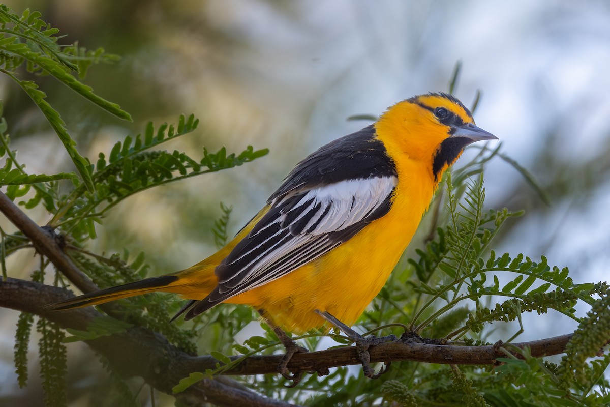 Bullock's Oriole - ML619284631