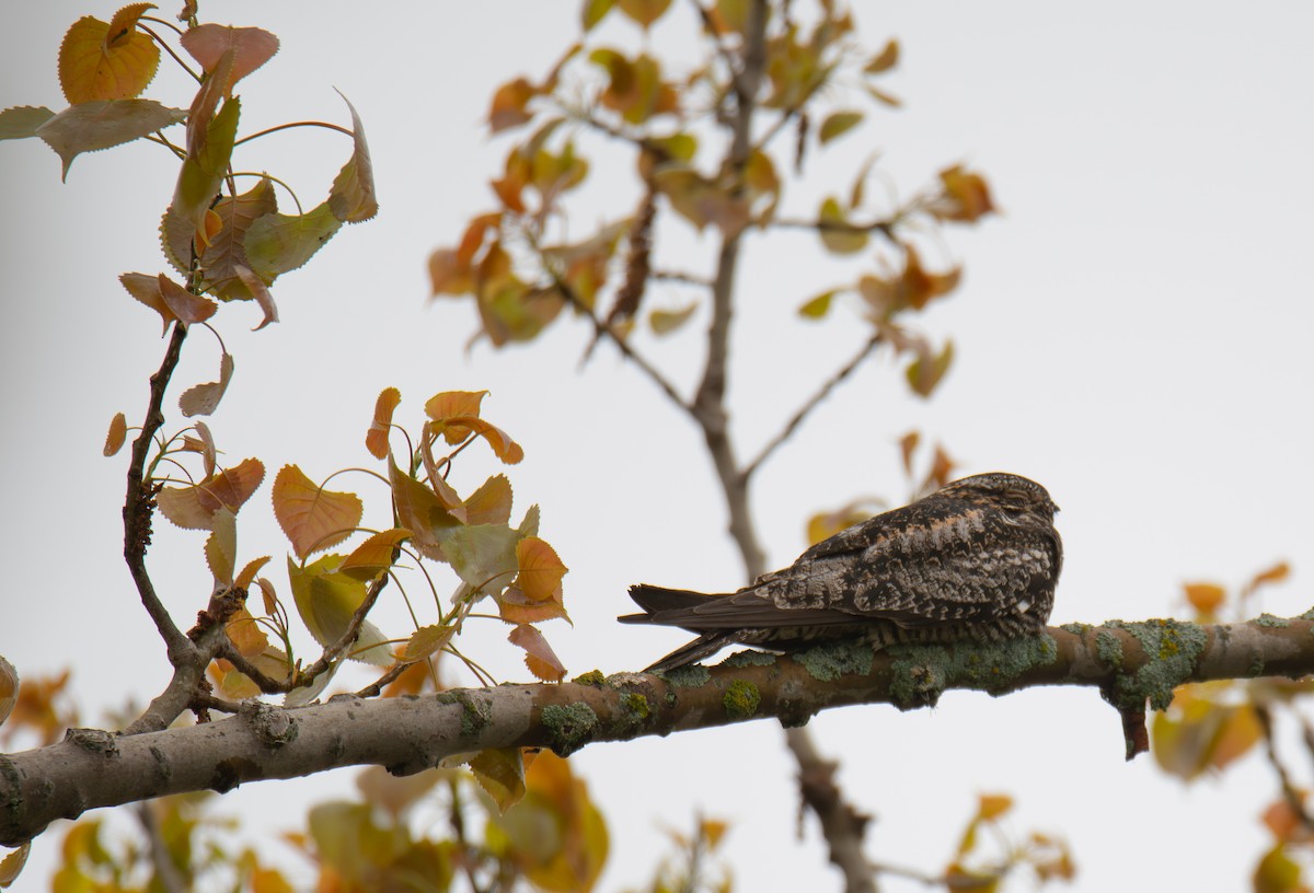 Common Nighthawk - Larry Tippett