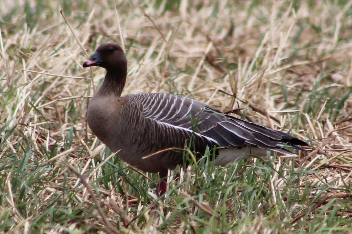 Pink-footed Goose - Miguel Appleton