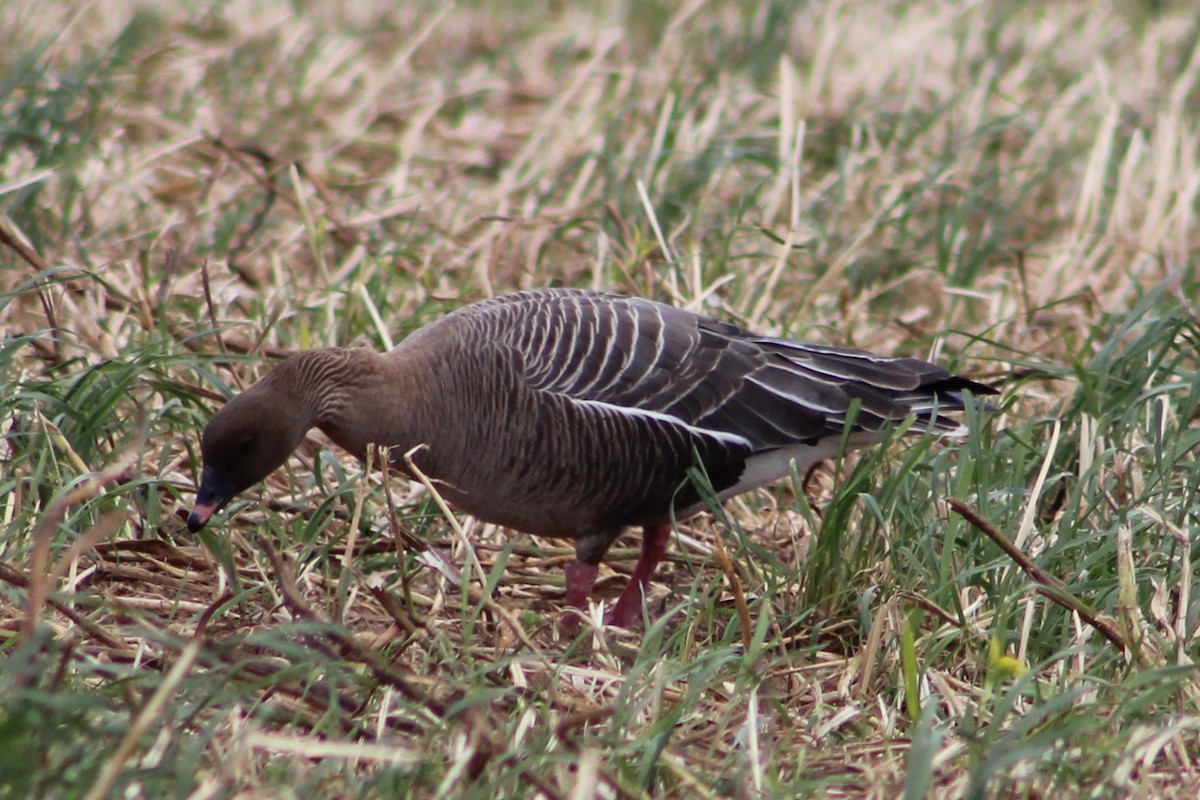 Pink-footed Goose - Miguel Appleton