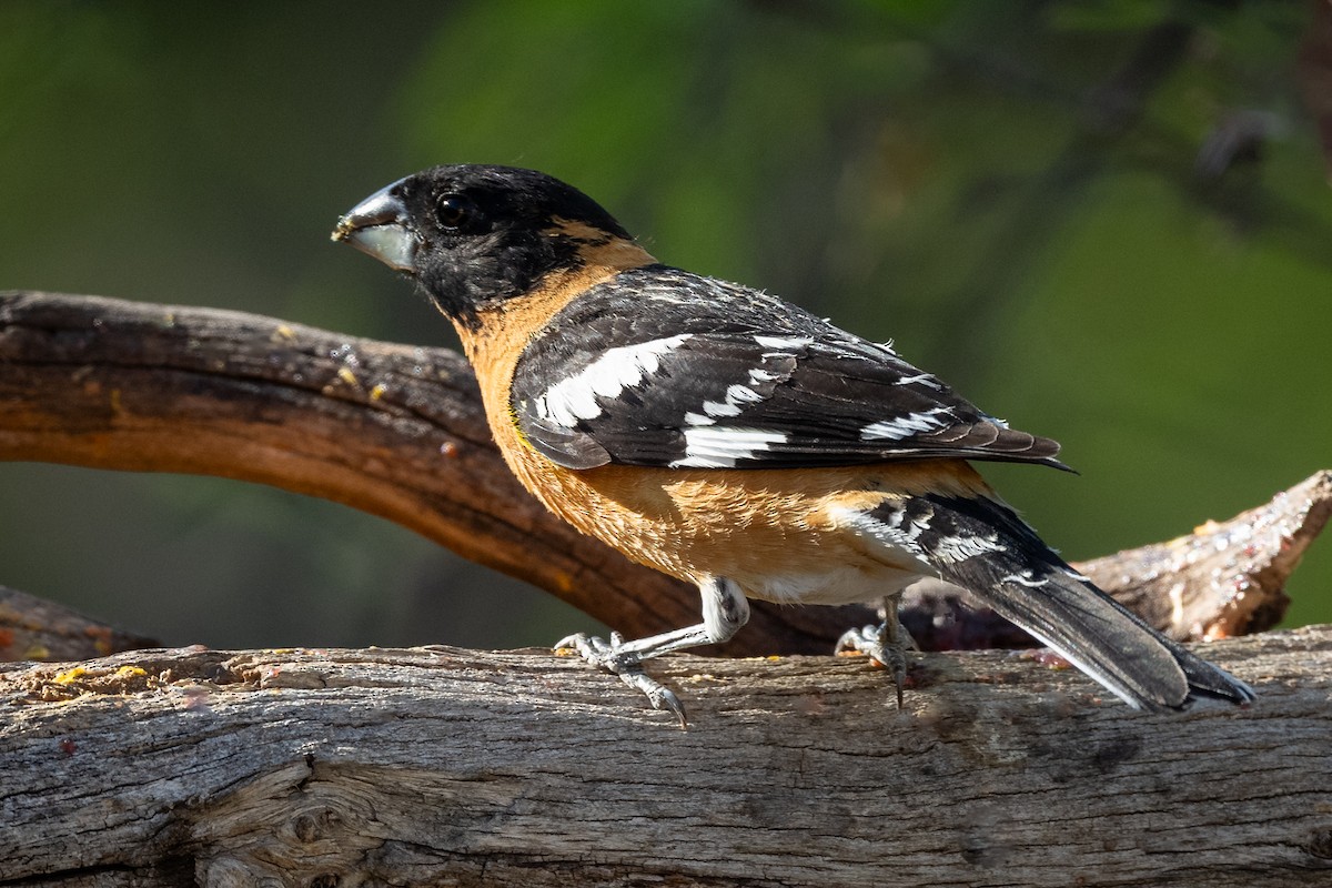 Black-headed Grosbeak - ML619284642