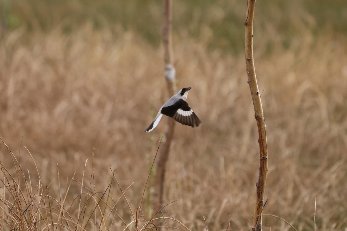 Lesser Gray Shrike - Padma Gyalpo