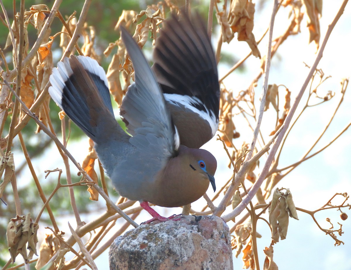 White-winged Dove - Alfonso Auerbach