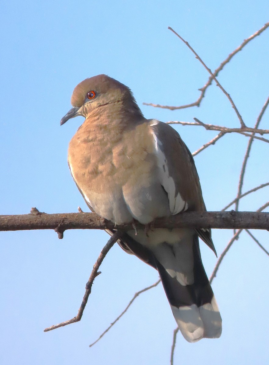 White-winged Dove - Alfonso Auerbach