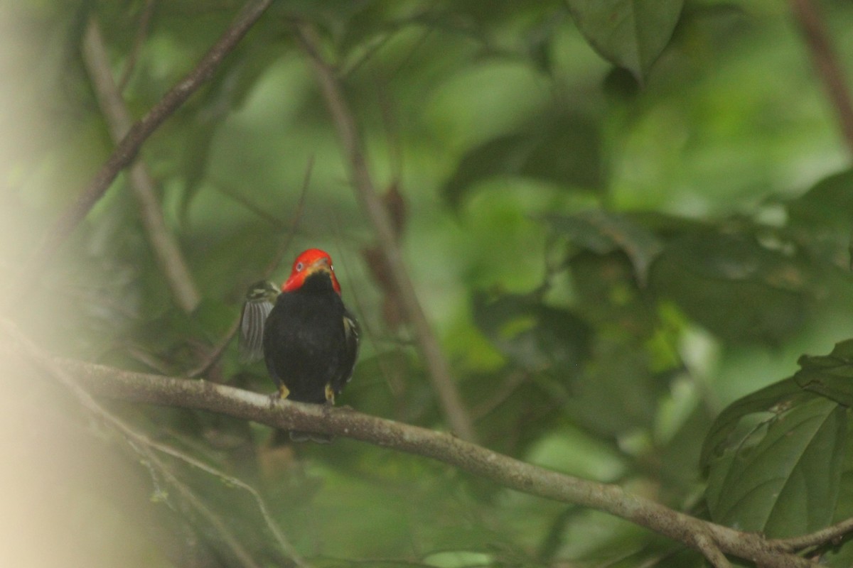 Red-capped Manakin - dan davis