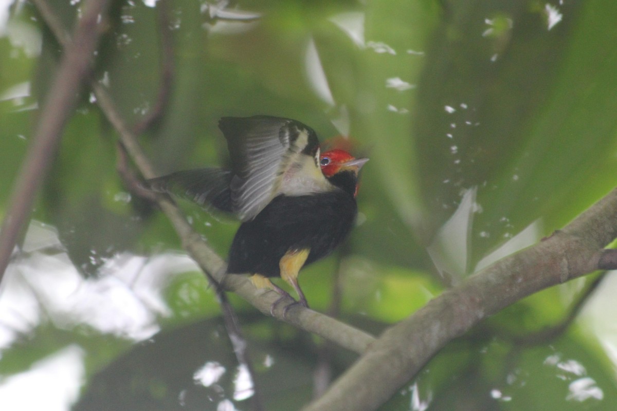 Red-capped Manakin - dan davis