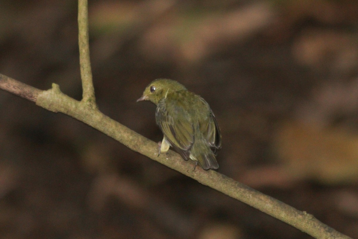 Red-capped Manakin - dan davis