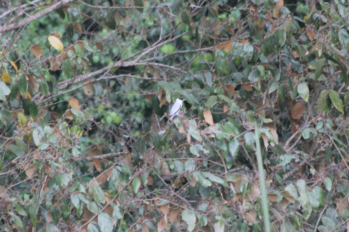 Black-crowned Tityra - dan davis