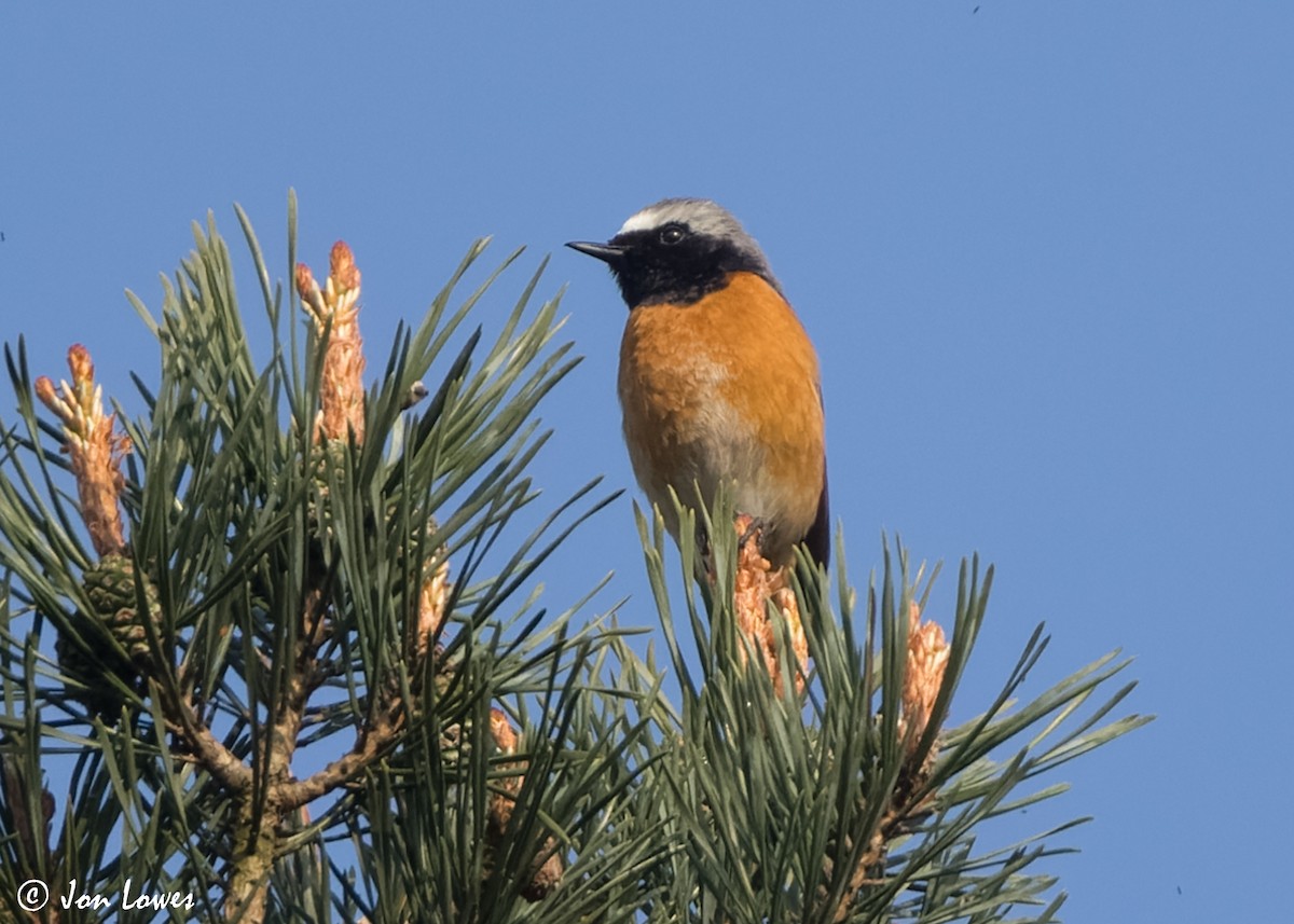 Common Redstart (Common) - Jon Lowes