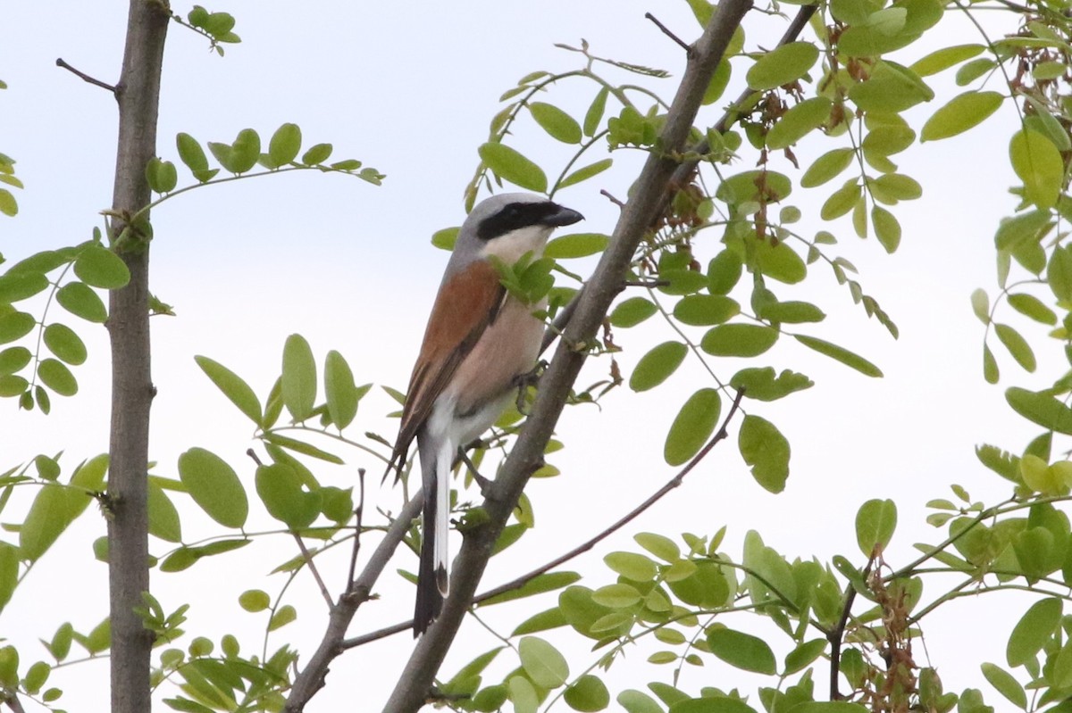 Red-backed Shrike - Mark Alexander