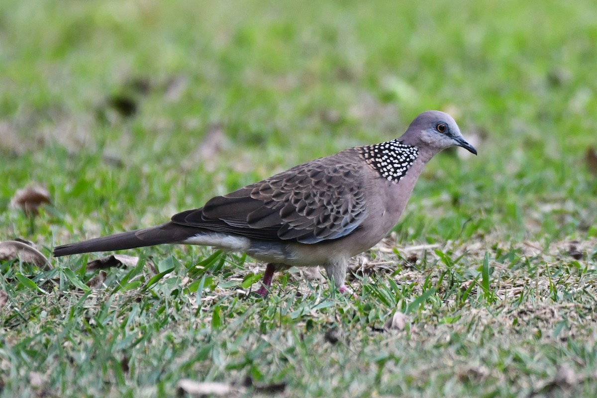 Spotted Dove (Eastern) - ML619284716