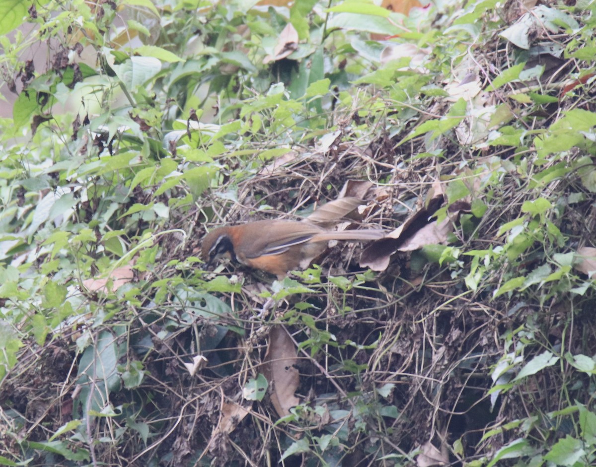 Lesser Necklaced Laughingthrush - ML619284722