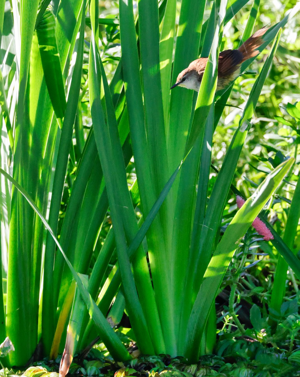 Yellow-chinned Spinetail - Anonymous