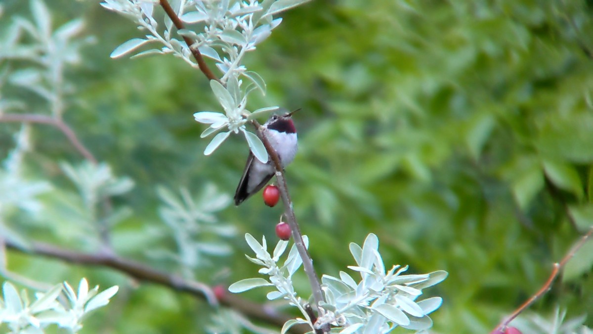 Broad-tailed Hummingbird - ML619284746