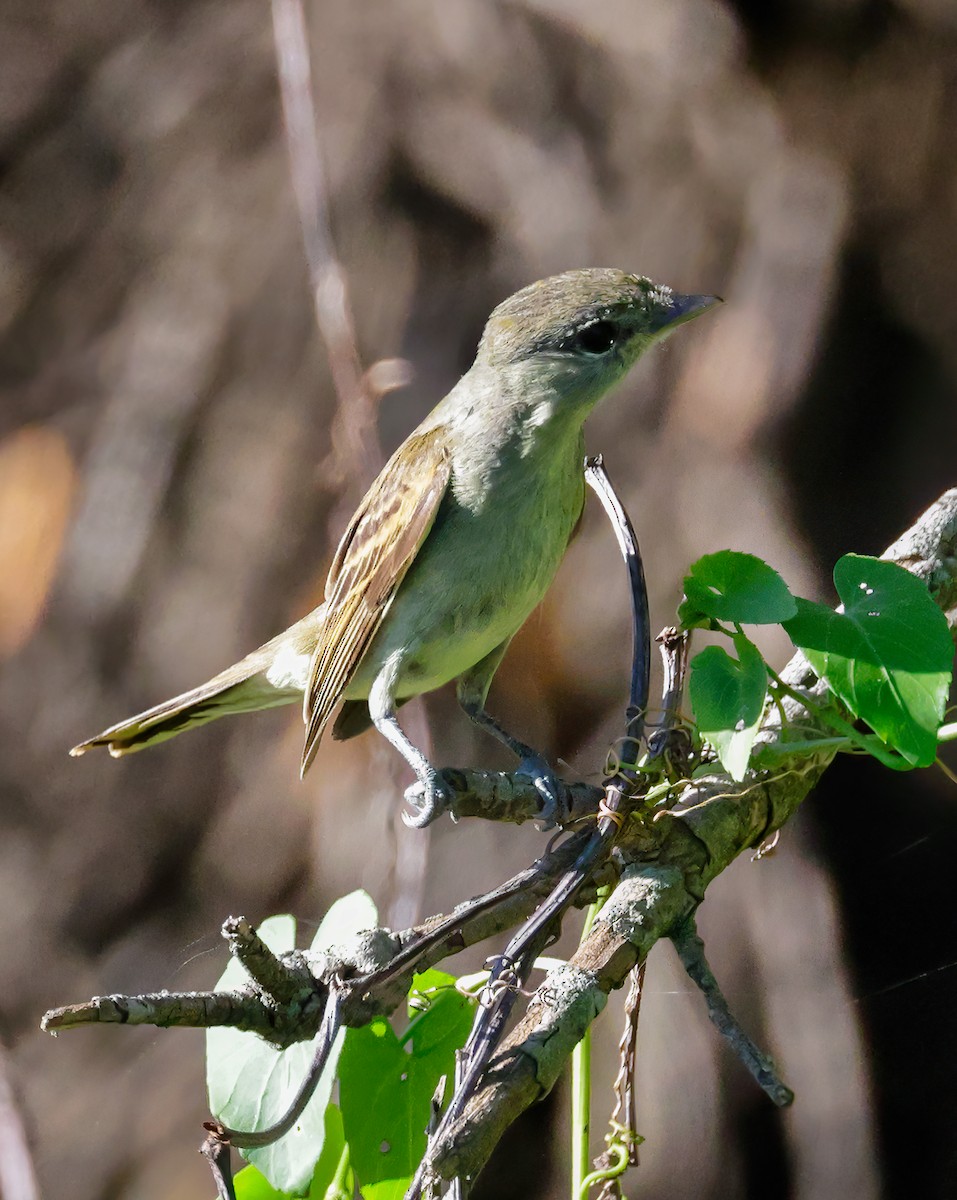 White-winged Becard - Anonymous