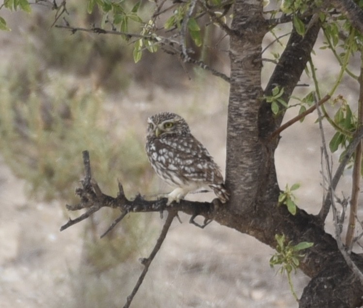 Little Owl - NM Gatward